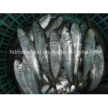 Frozen Sardine Fish